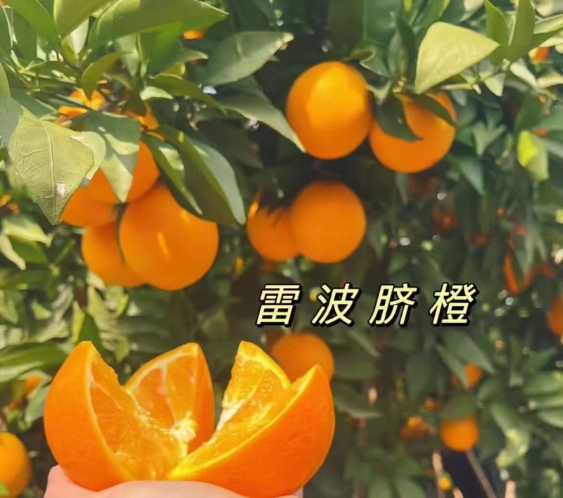 【雷波脐橙】四川凉山雷波青杠村中果质量保证全国