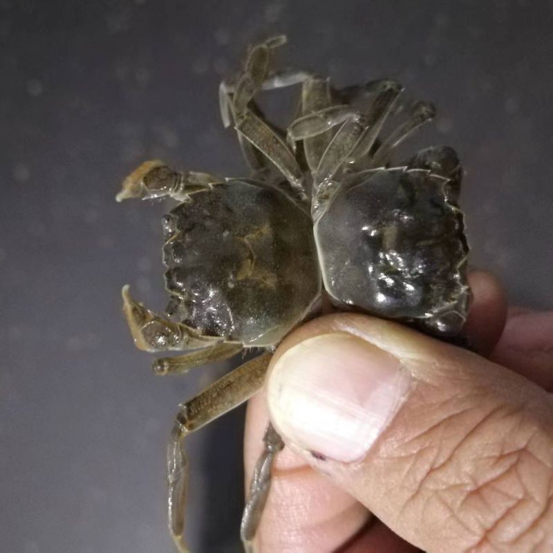 江苏大母本蟹苗🦀繁育基地用的（5母十7公）交配的种