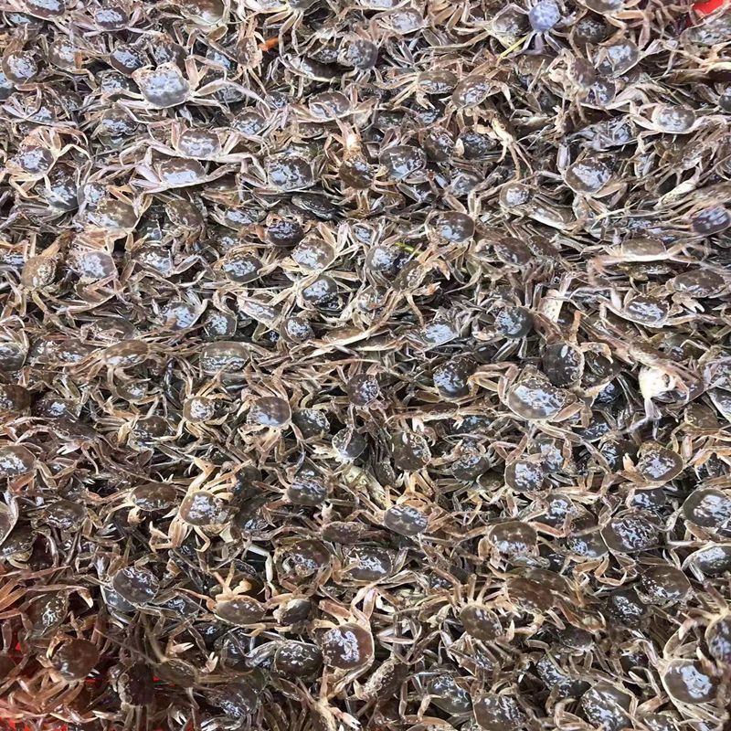 江苏大母本蟹苗🦀繁育基地用的（5母十7公）交配的种
