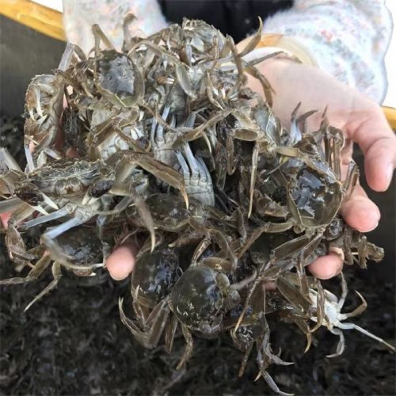 江苏大母本蟹苗🦀繁育基地用的（5母十7公）交配的种