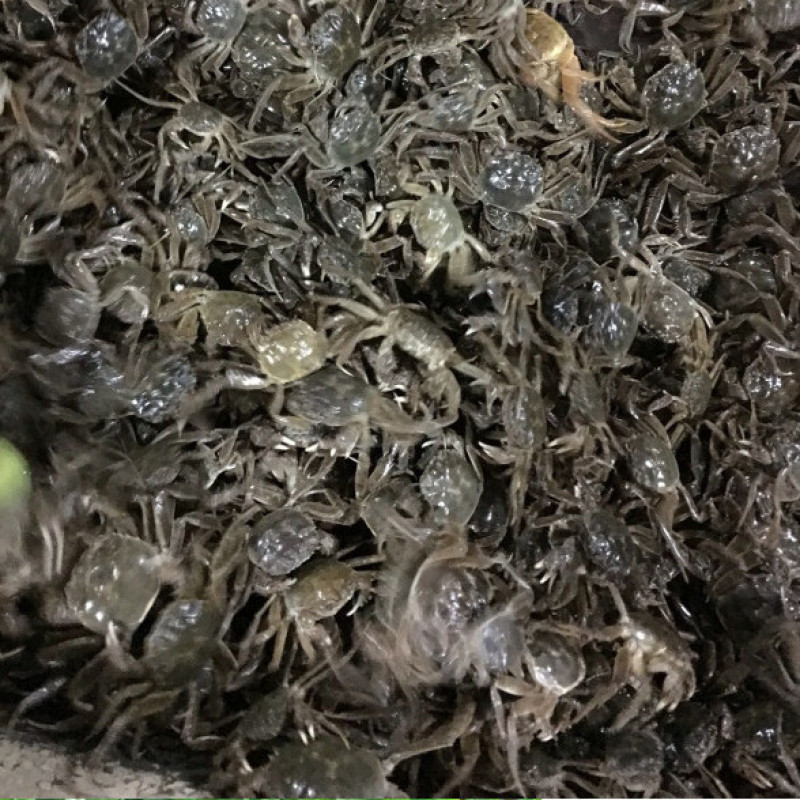 江苏大母本蟹苗🦀繁育基地用的（5母十7公）交配的种