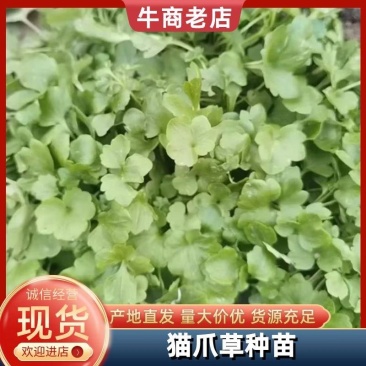 【量大优惠】爪草种苗，家种苗，成活率高，产量高！