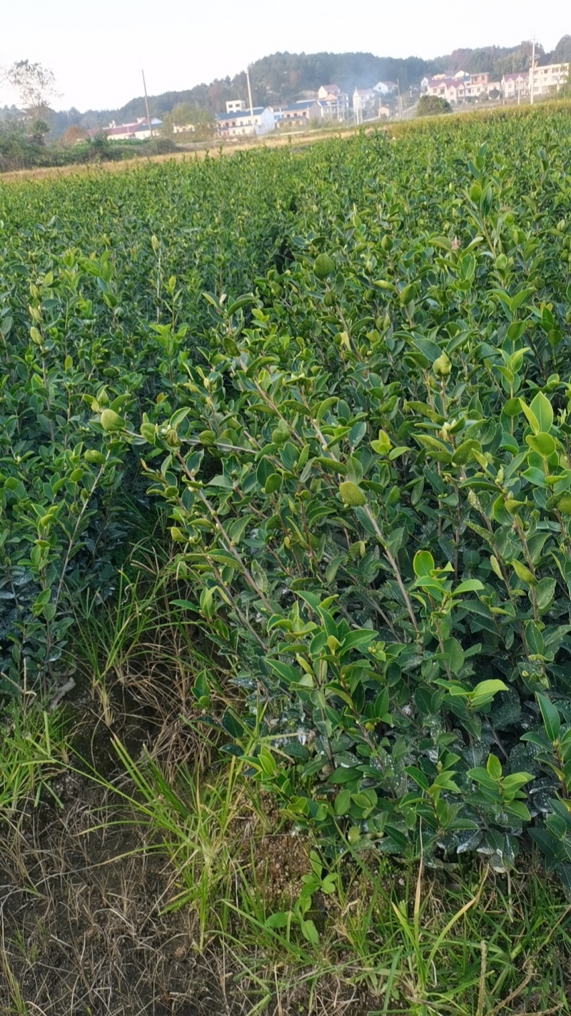长林湘林中杯苗