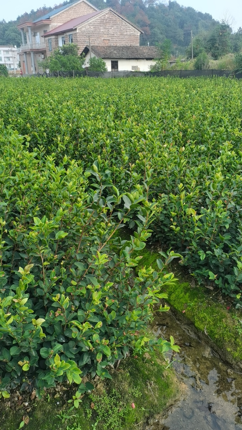 长林湘林中杯苗
