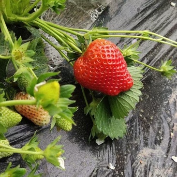 藏香草莓，口感好耐运输，欢迎大家前来采购！！！