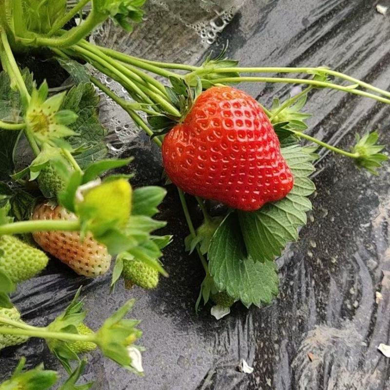 藏香草莓，口感好耐运输，欢迎大家前来采购！！！