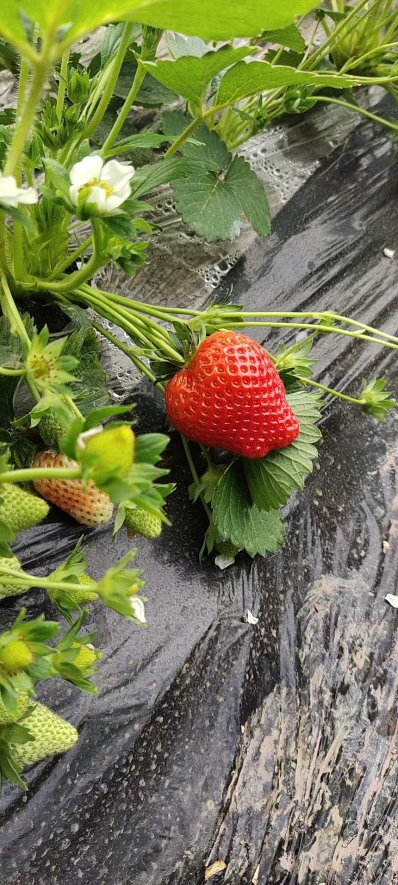 藏香草莓，口感好耐运输，欢迎大家前来采购！！！