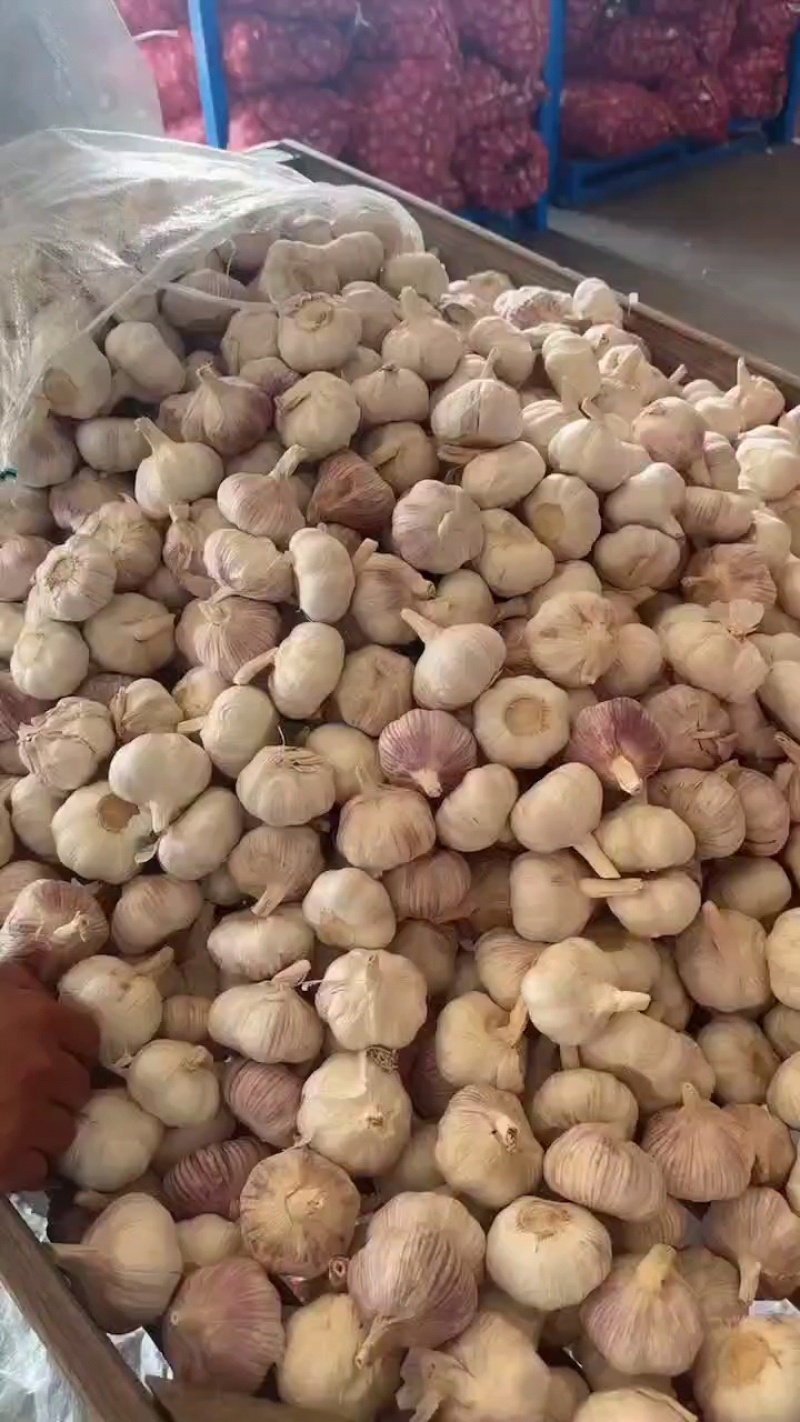 大蒜鲜蒜大量有货欢迎来电咨询洽谈业务