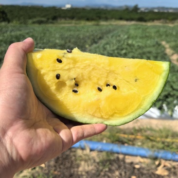 海南特小凤