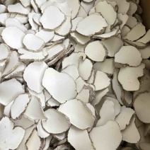 优质虎乳菌切片虎乳菌虎乳灵芝来袭价格优势
