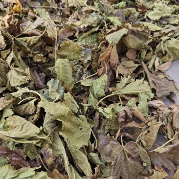 霜桑叶大量供应