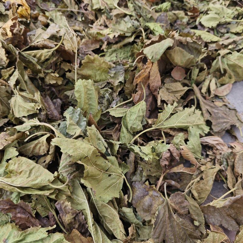 霜桑叶大量供应