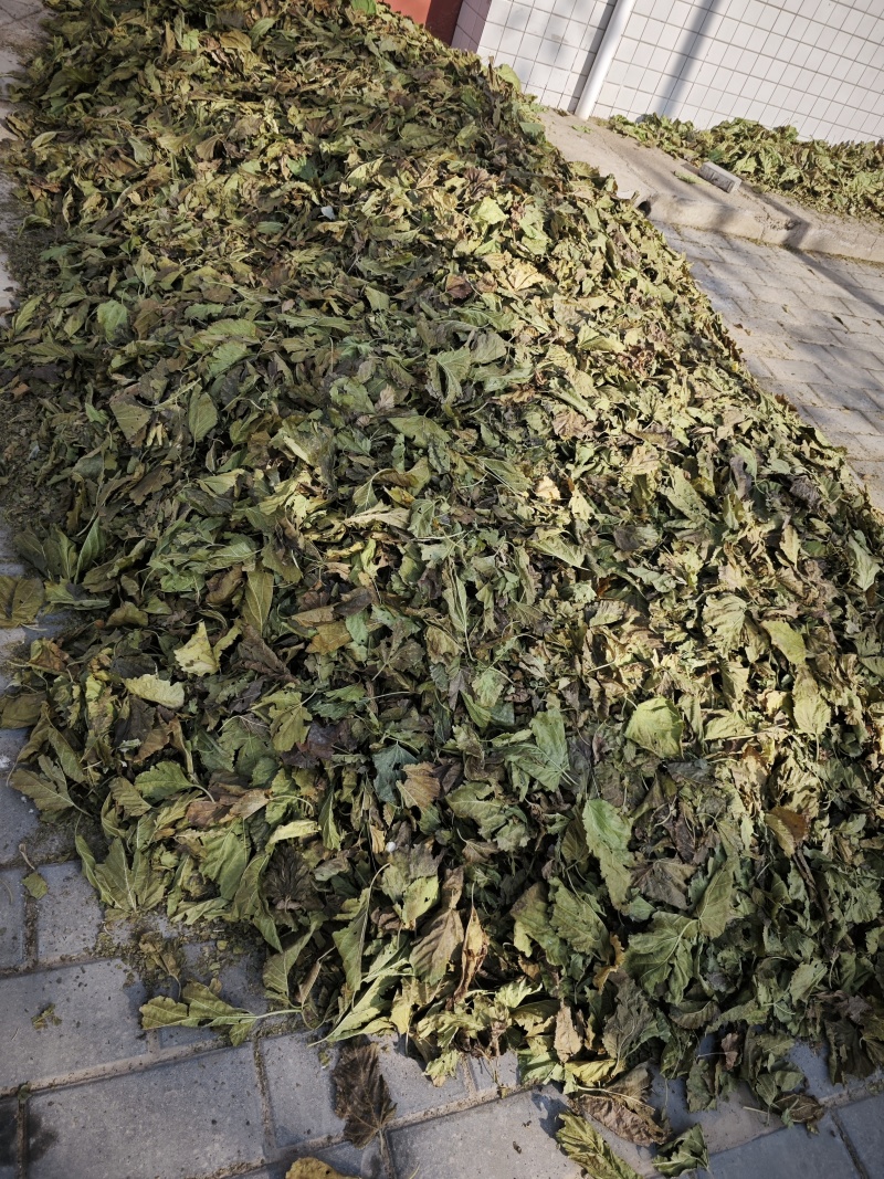 霜桑叶大量供应