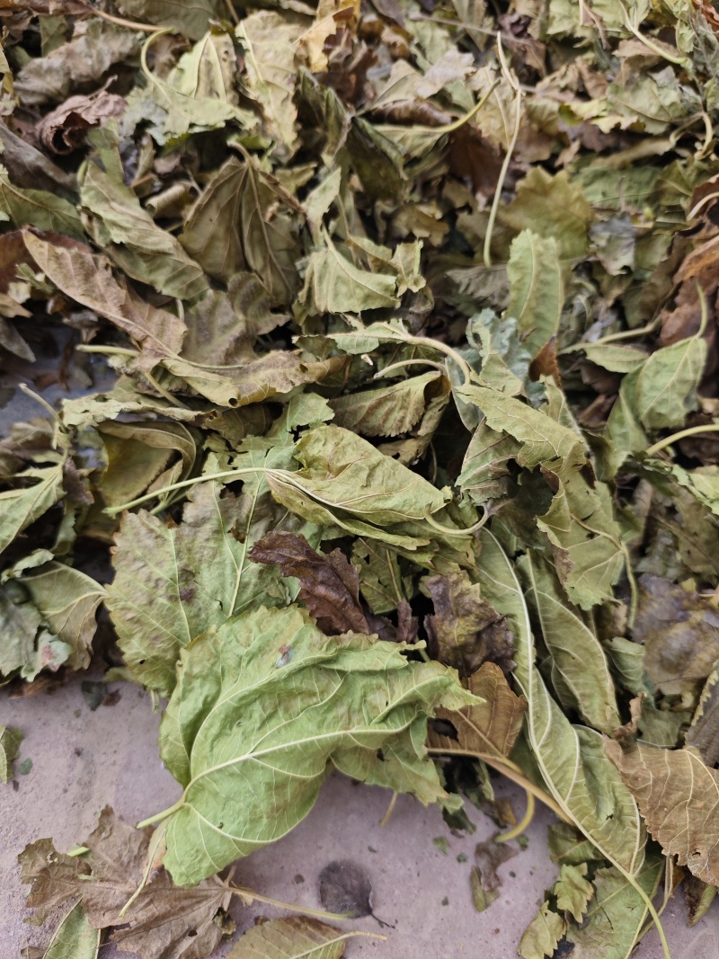 霜桑叶大量供应