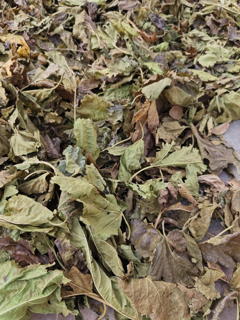 霜桑叶大量供应