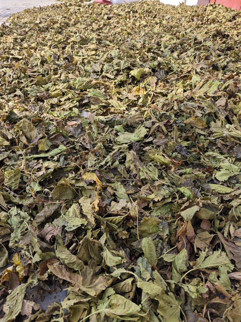 霜桑叶大量供应
