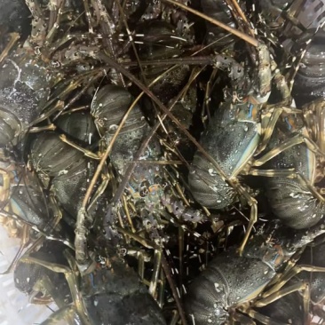 直冻小青龙，一手货源，物美价廉，欢迎采购