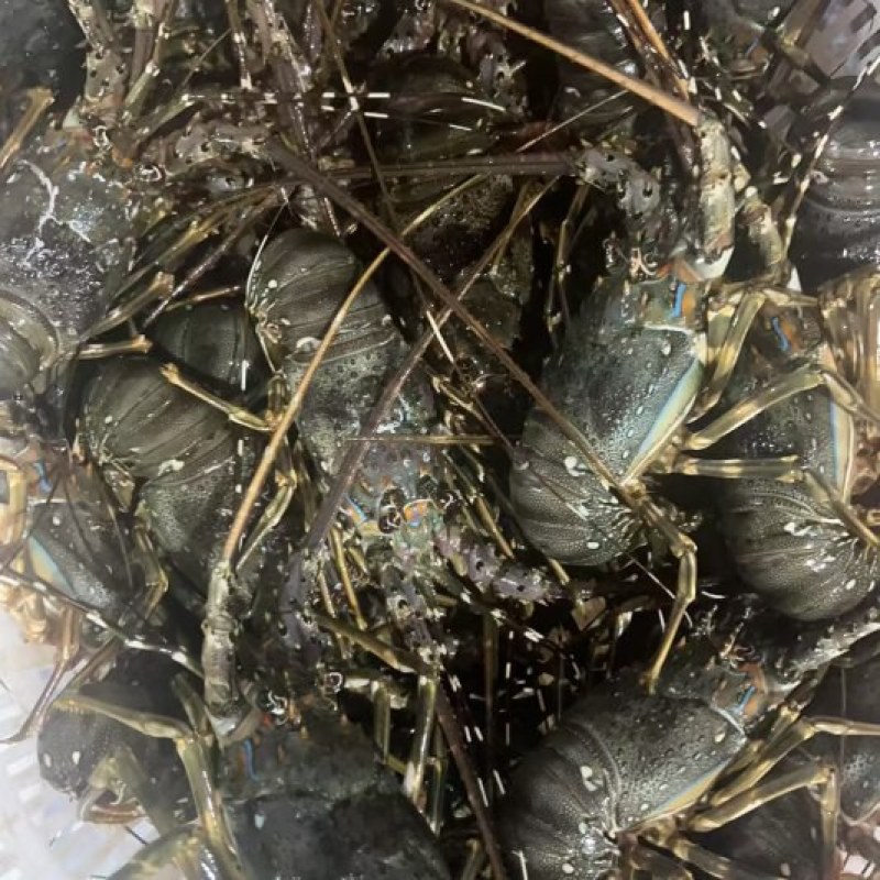 直冻小青龙，一手货源，物美价廉，欢迎采购
