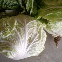 大白菜产品