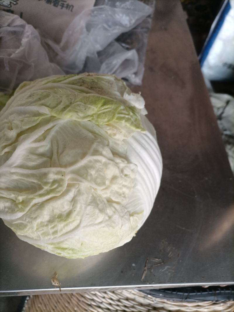 大白菜产品
