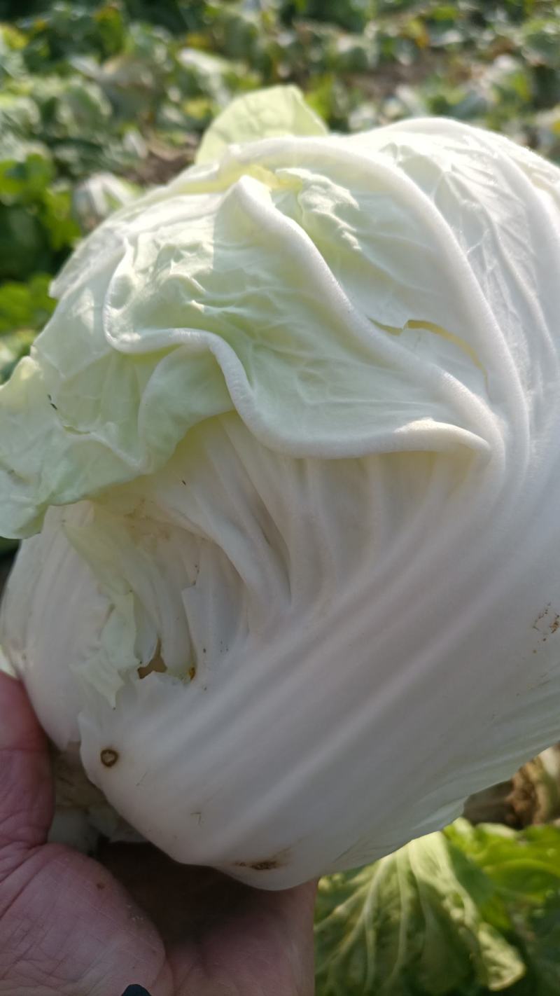 大白菜产品