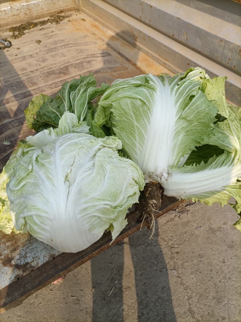 大白菜产品