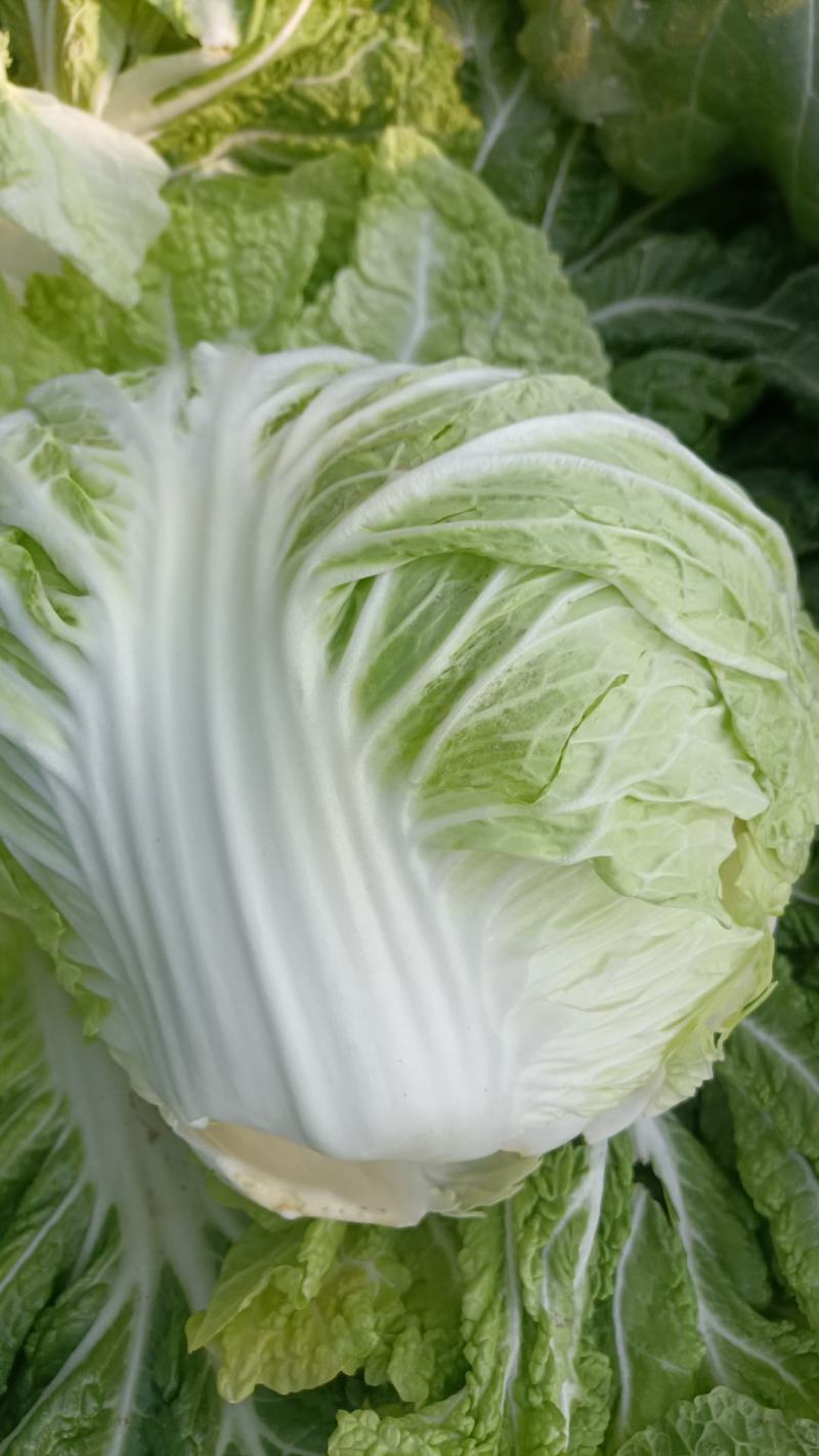 大白菜产品
