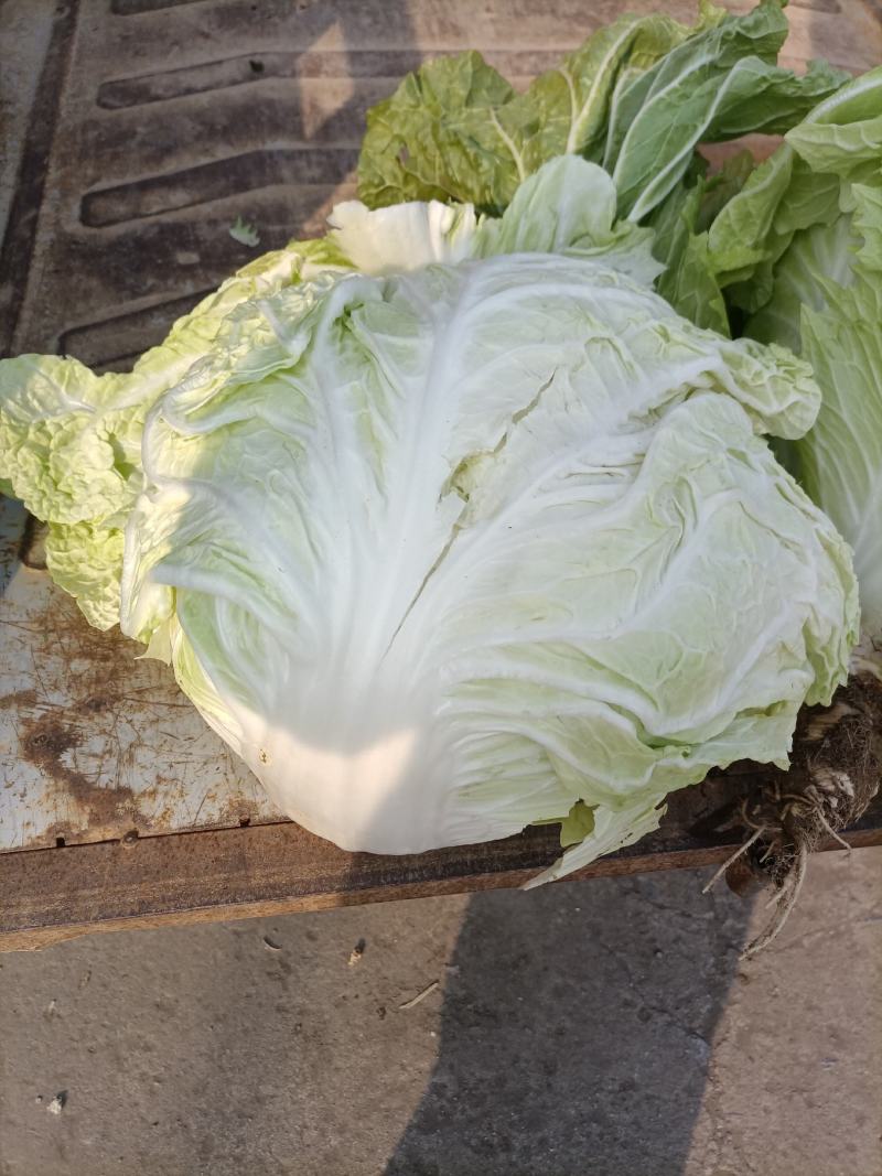 大白菜产品