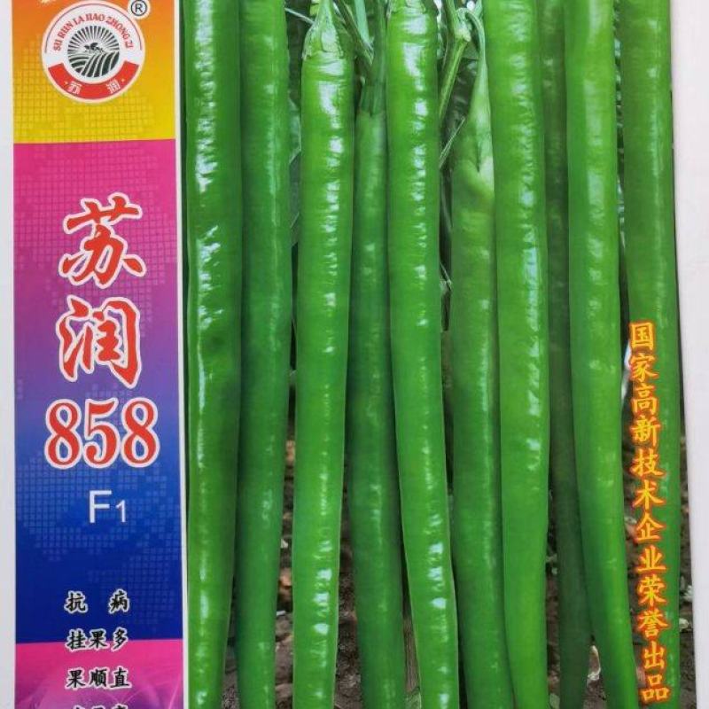 长果线椒种子苏润858抗病椒长40厘米产量高品质好