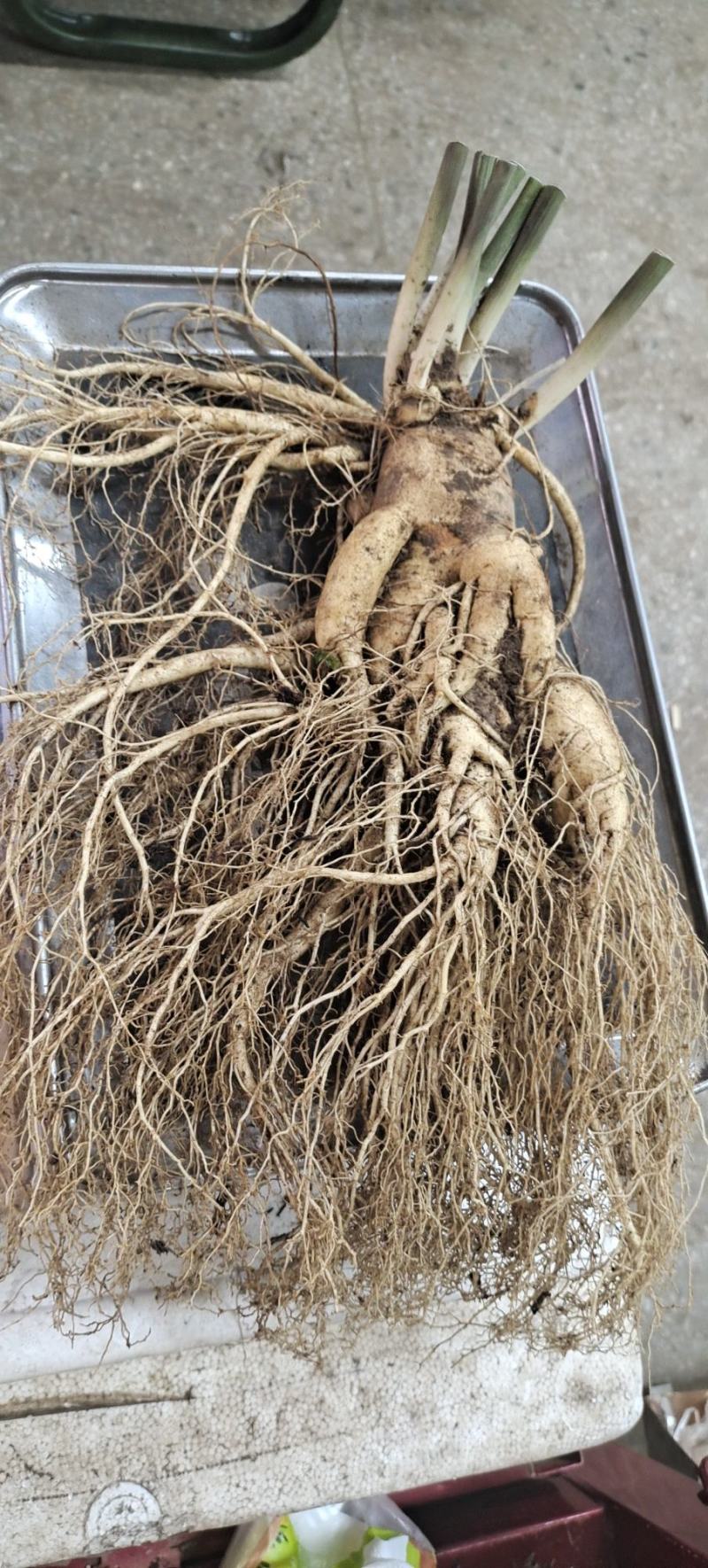 长白山的大鲜参，产地批发，质量很好，很新鲜，售后无忧