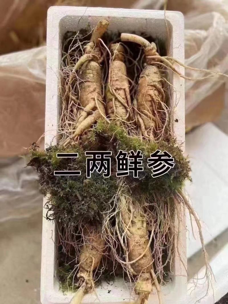 长白山的大鲜参，产地批发，质量很好，很新鲜，售后无忧