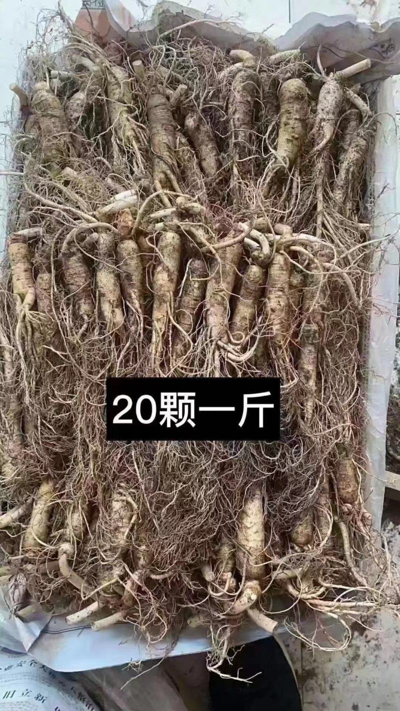 长白山的大鲜参，产地批发，质量很好，很新鲜，售后无忧