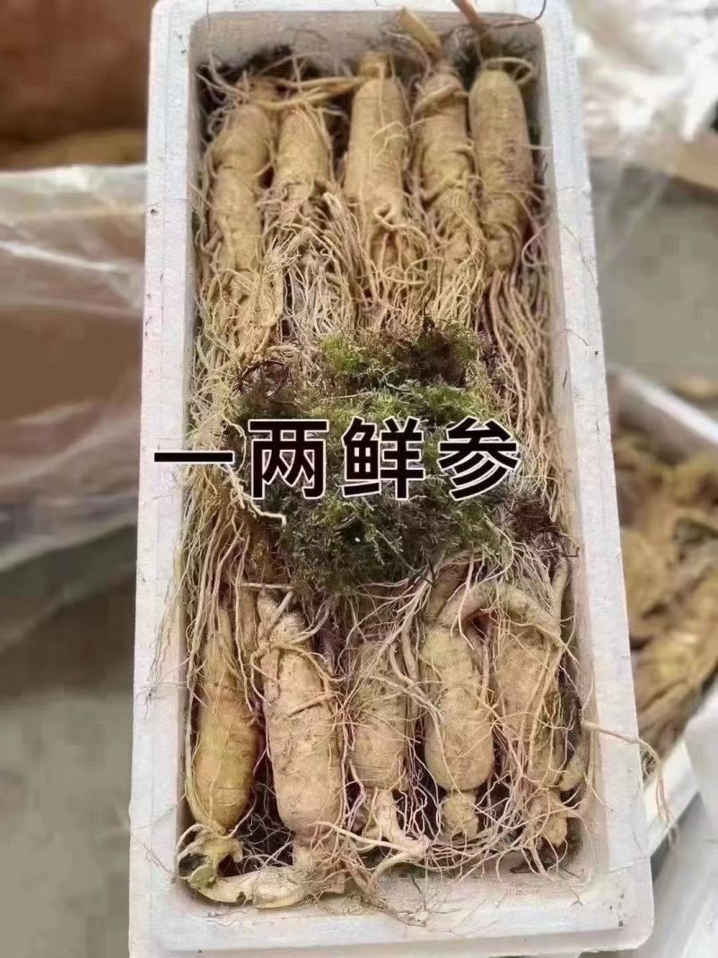 长白山的大鲜参，产地批发，质量很好，很新鲜，售后无忧
