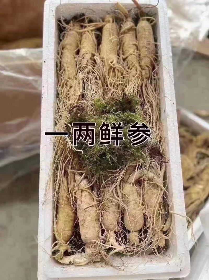 长白山的大鲜参，产地批发，质量很好，很新鲜，售后无忧