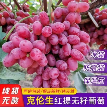 克伦生葡萄大量供应品质好有保障对接全国诚信经营欢迎致电！