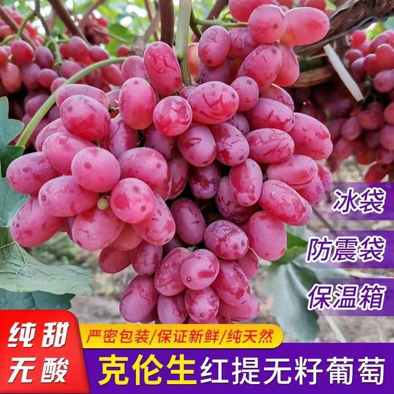 克伦生葡萄大量供应品质好有保障对接全国诚信经营欢迎致电！
