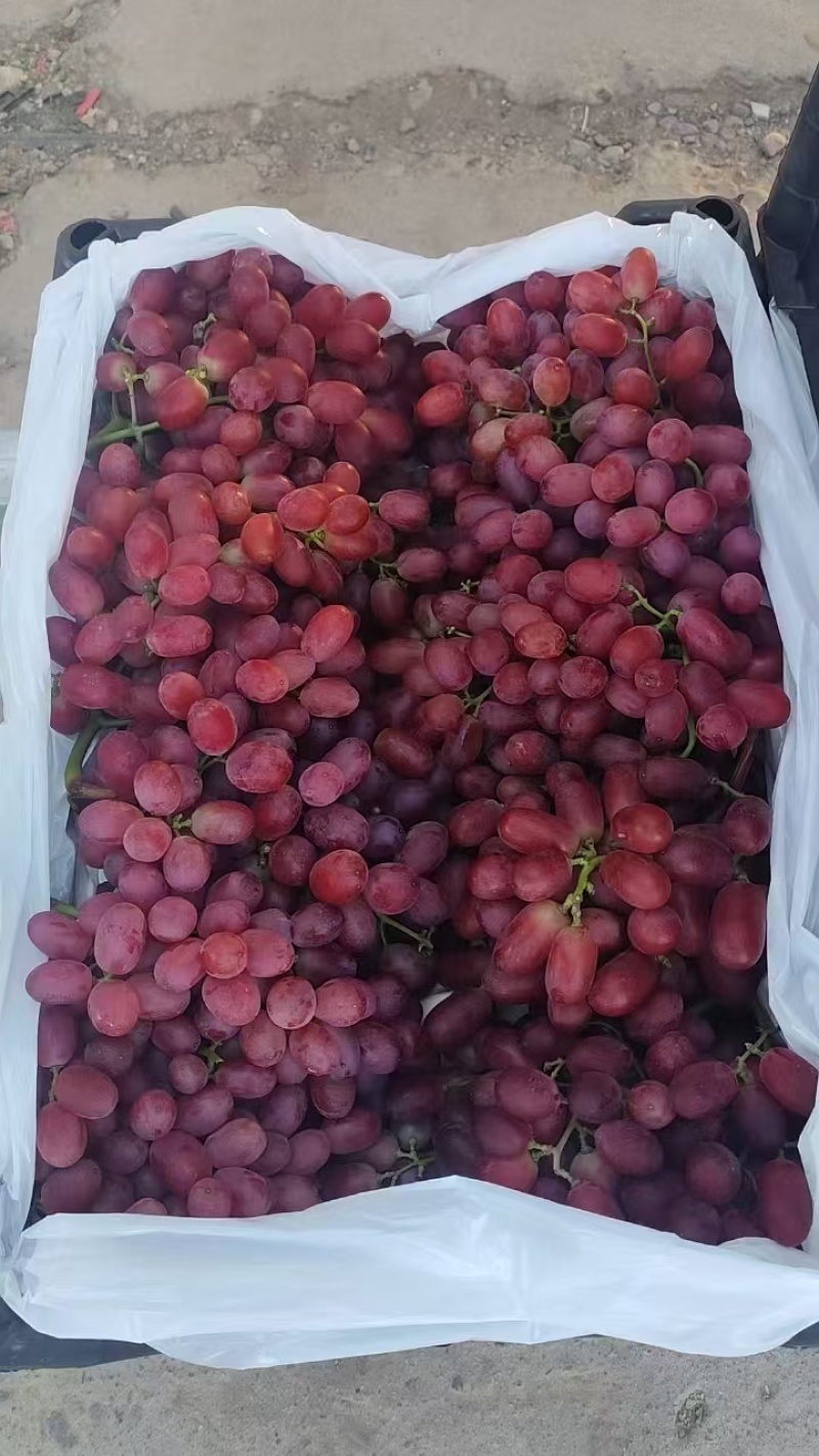 克伦生葡萄大量供应品质好有保障对接全国诚信经营欢迎致电！
