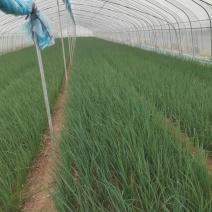 精品小香葱一年四季大量有货欢迎随时电话联系
