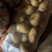 【甄选】黄心黄皮土豆各类品种齐全