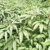 竹节参种苗大量上市，全国发货，可视频看货，量大从优