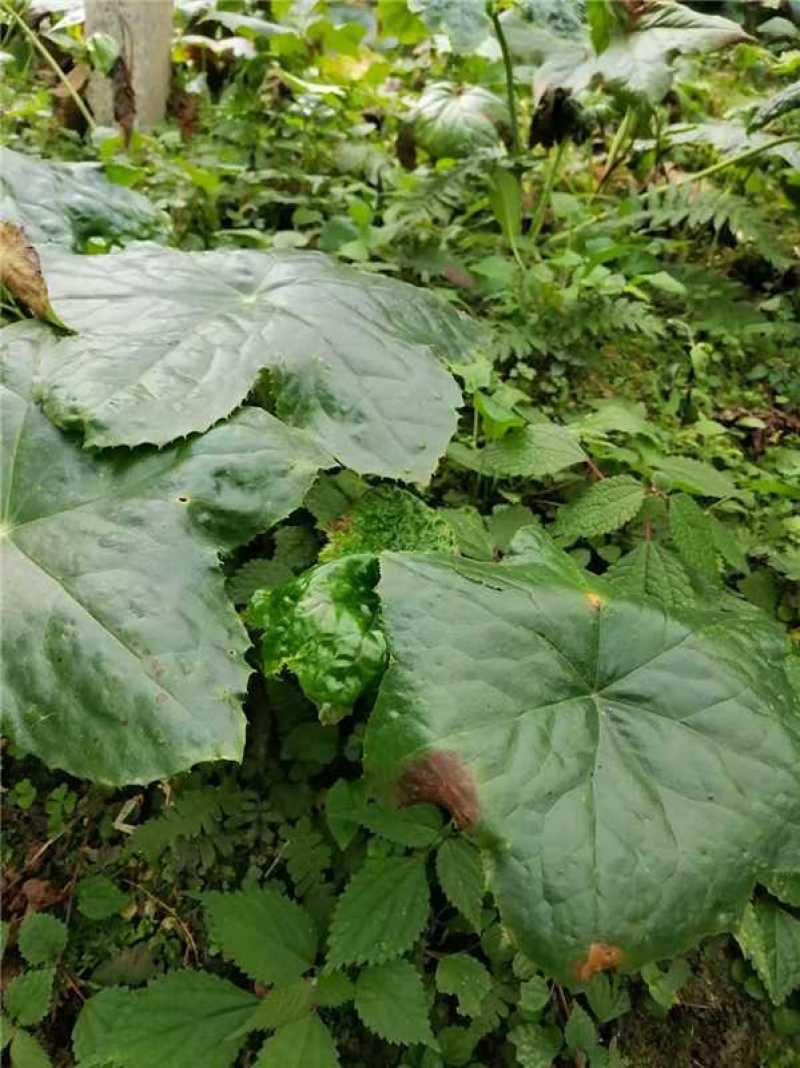 八角莲种苗大量上市，全国发货，量大从优可视频看货