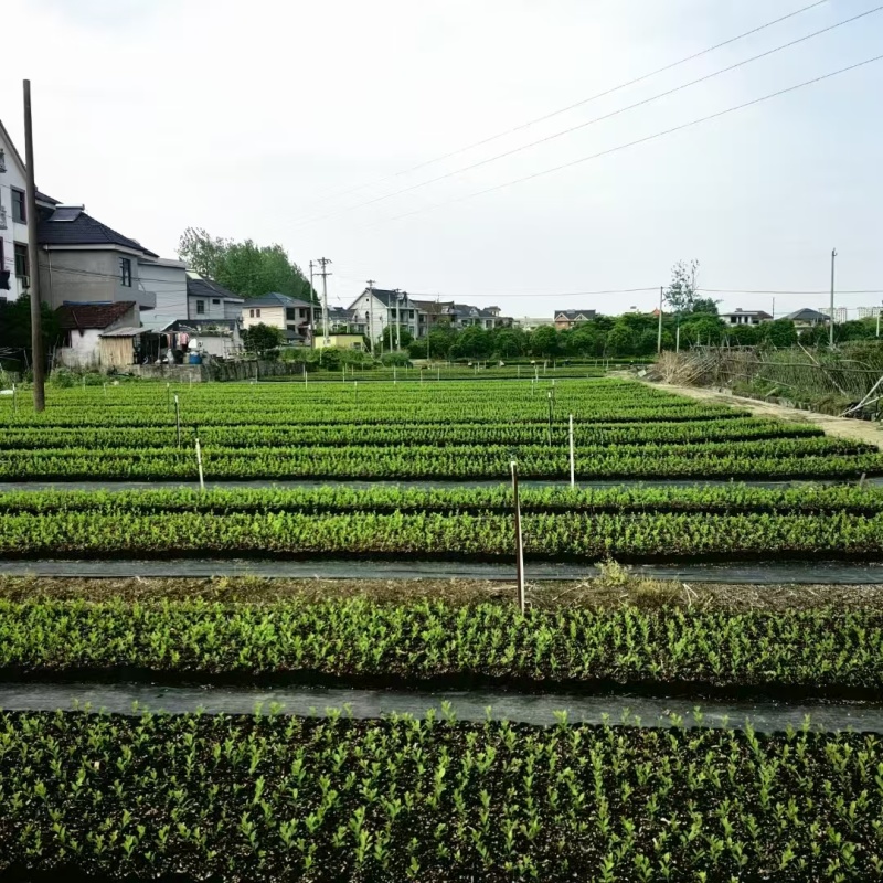 北美冬青苗基地营养杯苗地栽苗高端盆景插条