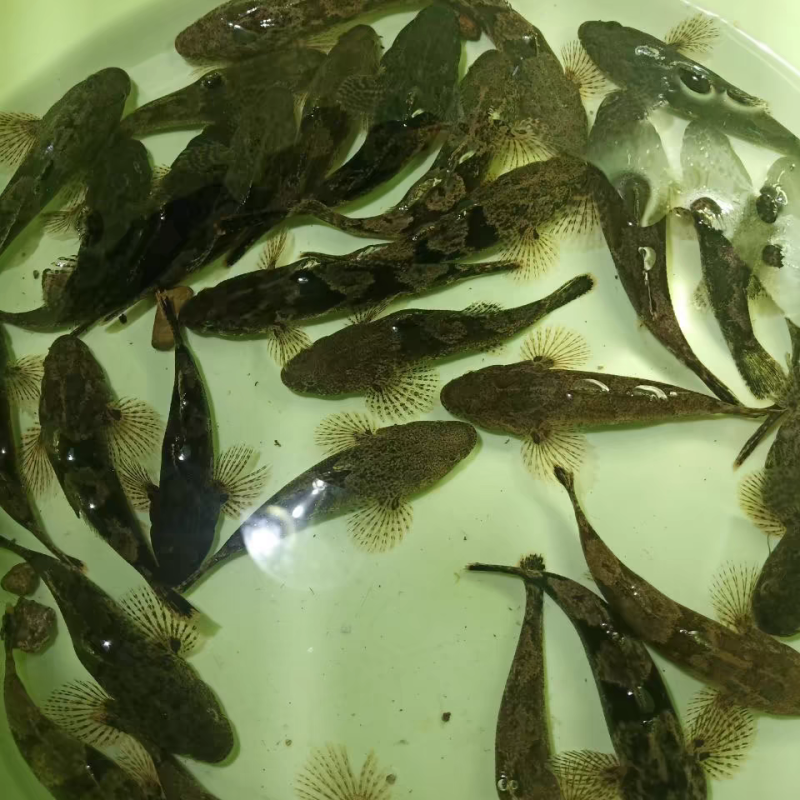 优质虎头鲨鱼苗沙塘鳢呆子鱼趴地虎土布鱼苗活体8-10公分