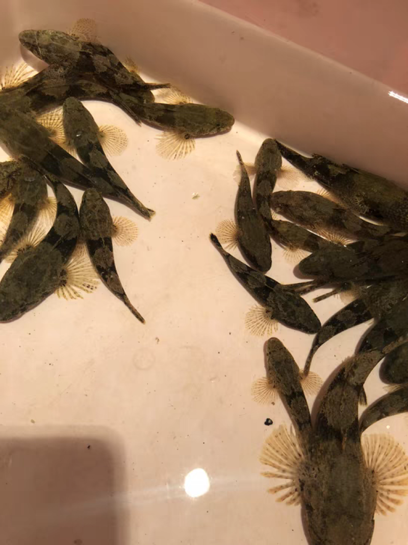 优质虎头鲨鱼苗沙塘鳢呆子鱼趴地虎土布鱼苗活体8-10公分