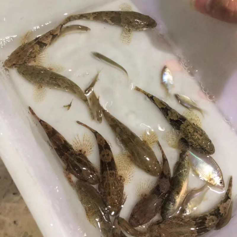 优质虎头鲨鱼苗沙塘鳢呆子鱼趴地虎土布鱼苗活体8-10公分