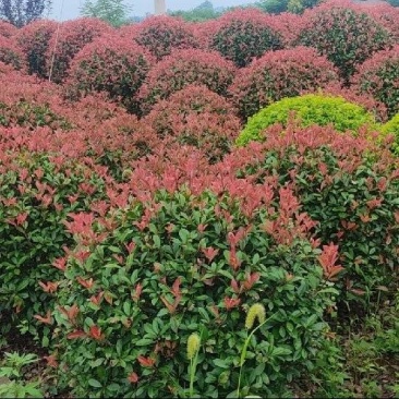 绿化树苗木红叶石楠红花继木各种规格造型庭院花坛绿植