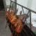 【卤味】腊鸡肉