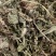 【包邮】车前草片子.车前草条子有货.各种规格可以发货