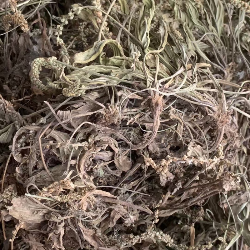 【包邮】车前草片子.车前草条子有货.各种规格可以发货