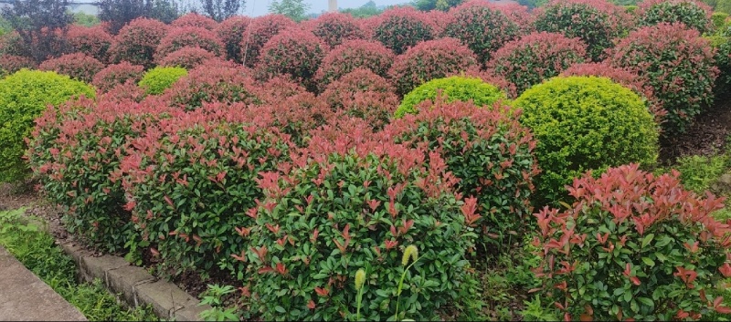 绿化树苗木红叶石楠红花继木各种规格造型庭院花坛绿植